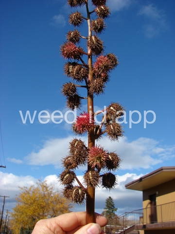 castorbean